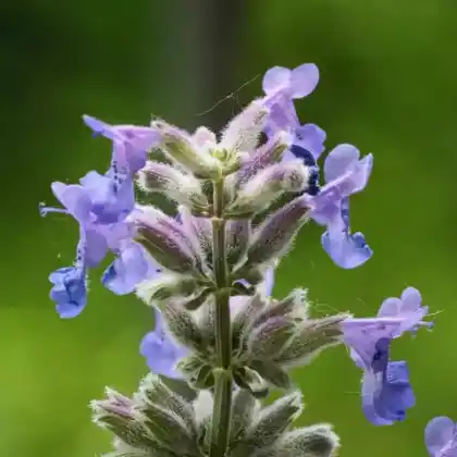 Foto von Blaue Katzenminze (Nepeta x faassenii)