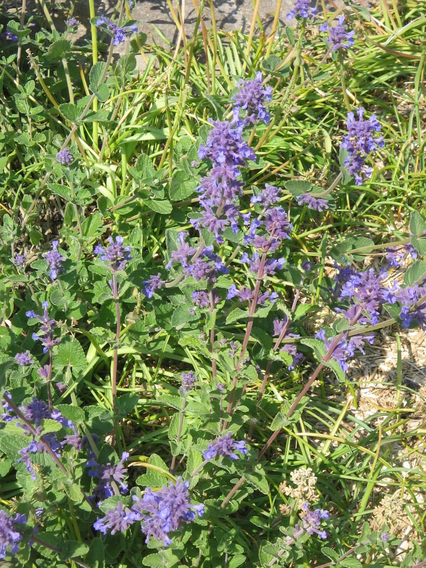 Blaue Katzenminze Expertenwissen für Garten & Balkon