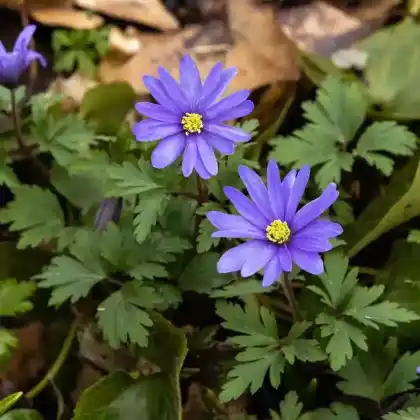 Foto von Balkan-Windröschen (Anemone blanda 'Blue Shades')