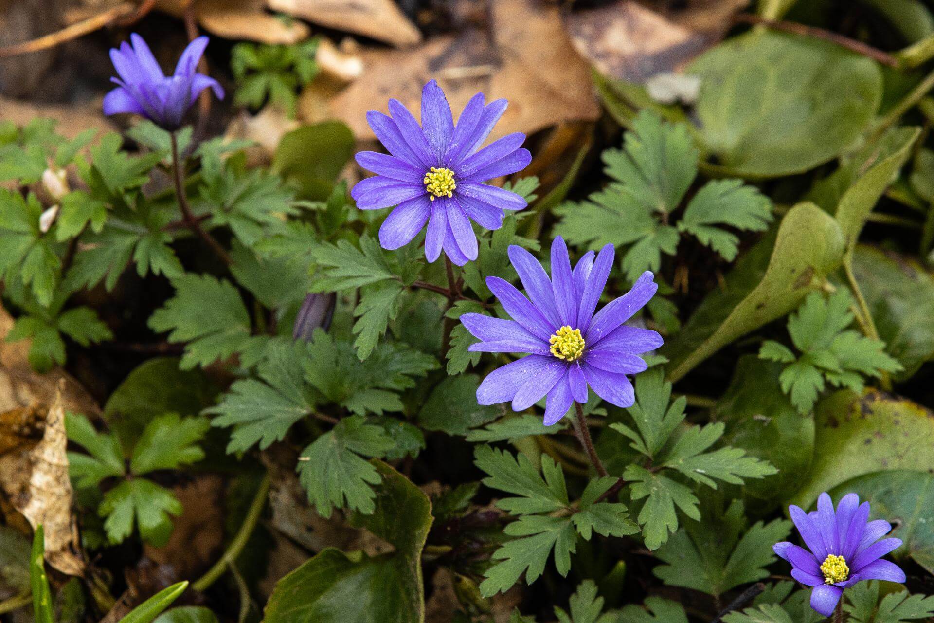 BalkanWindröschen / Anemone blanda 'Blue Shades'