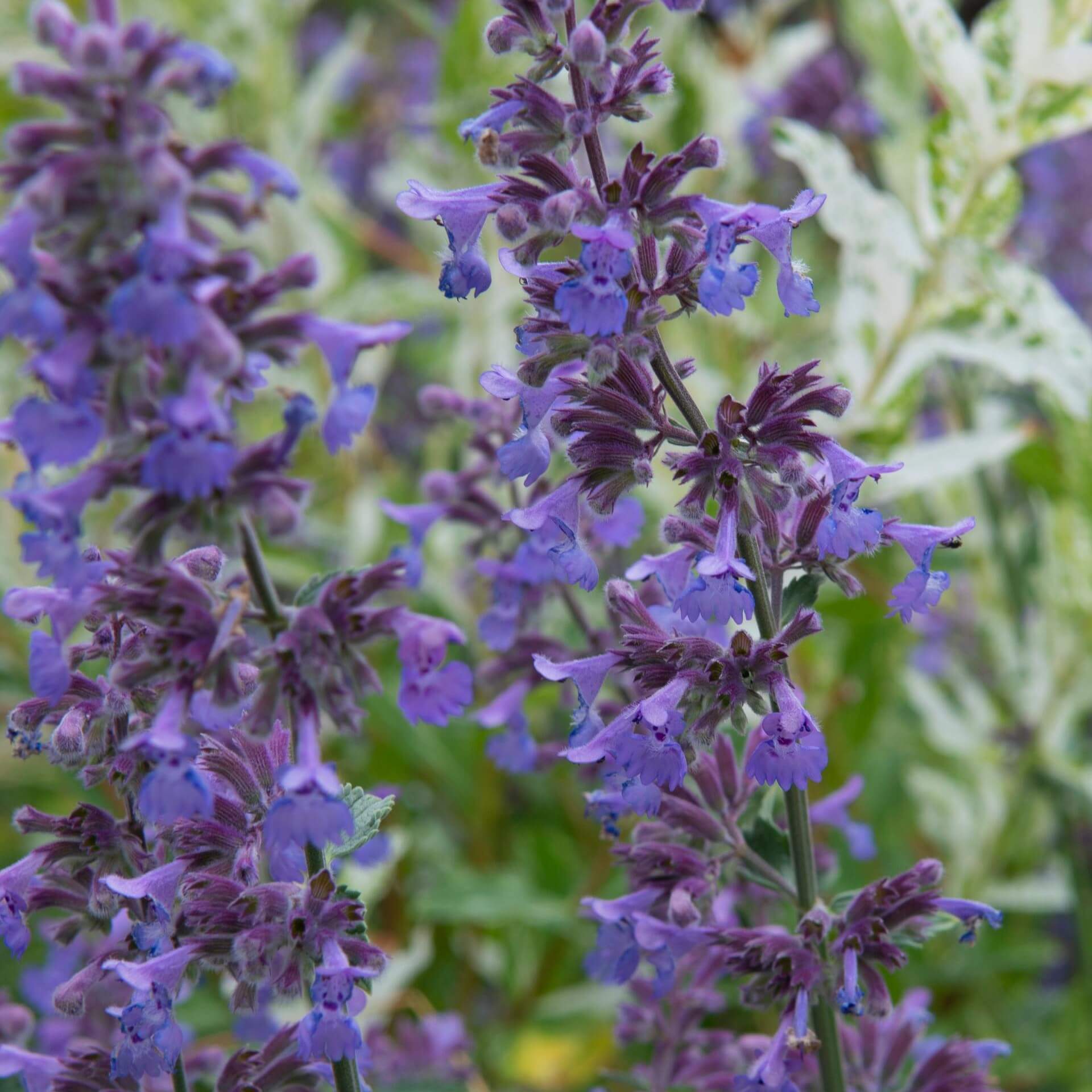 Katzenminze 'Walkers Low' (Nepeta x faassenii 'Walkers Low')