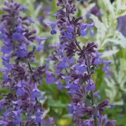 Foto von Katzenminze 'Walkers Low' (Nepeta x faassenii 'Walkers Low')