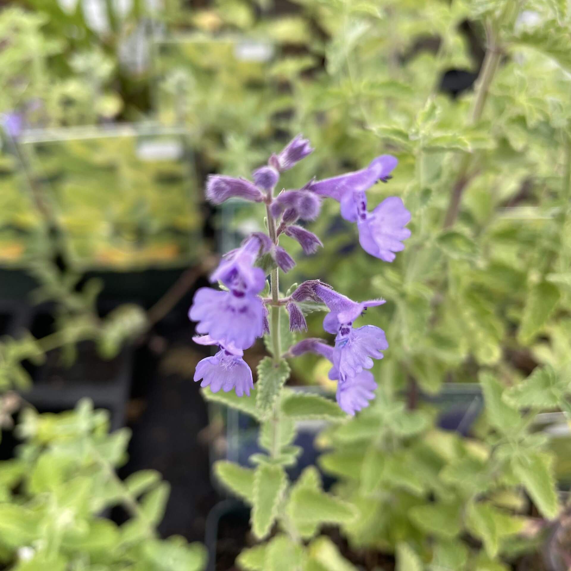 Katzenminze 'Six Hills Giant' (Nepeta x faassenii 'Six Hills Giant')