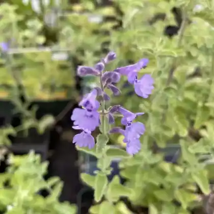 Foto von Katzenminze 'Six Hills Giant' (Nepeta x faassenii 'Six Hills Giant')