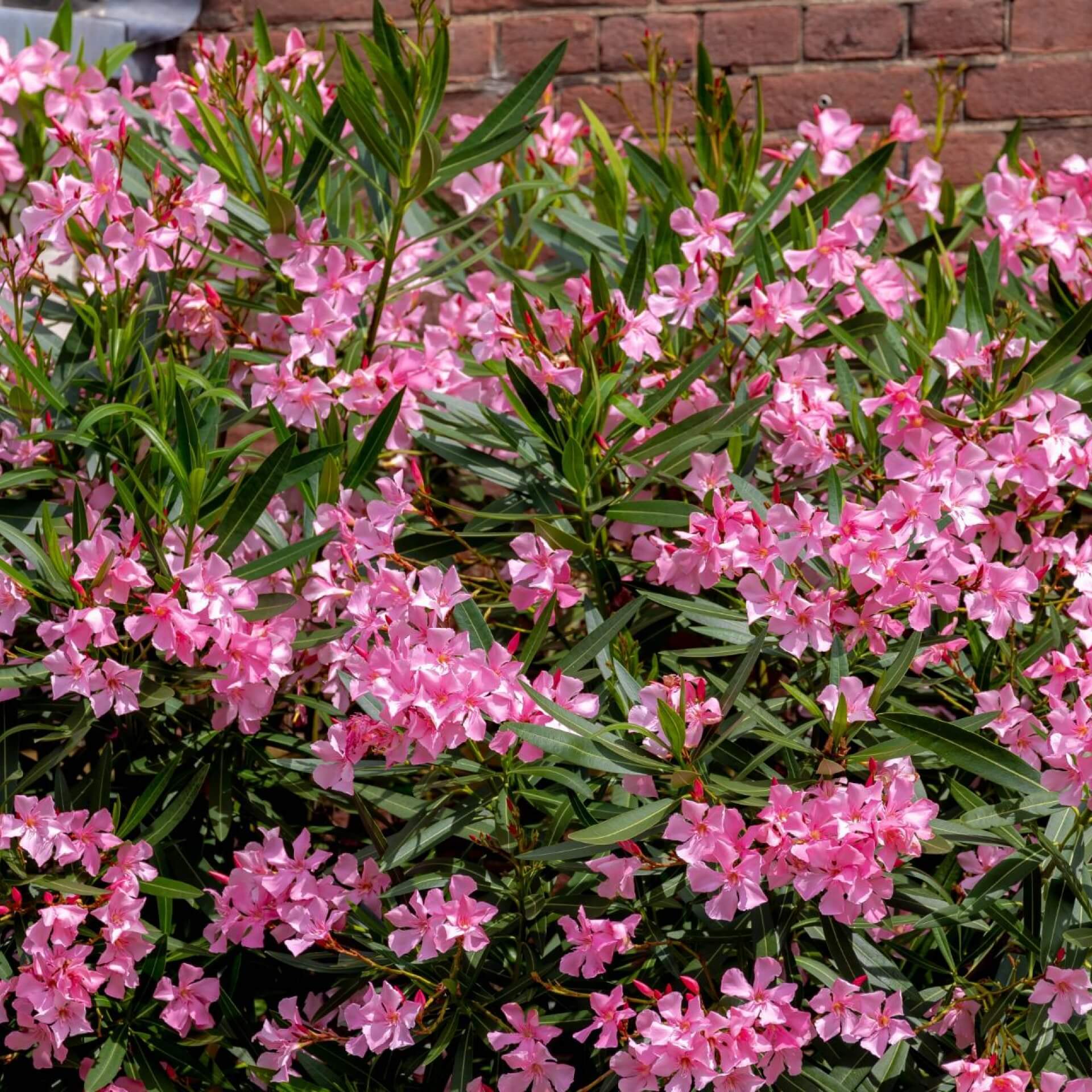 Oleander (Nerium oleander)