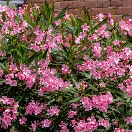 Foto von Oleander (Nerium oleander)