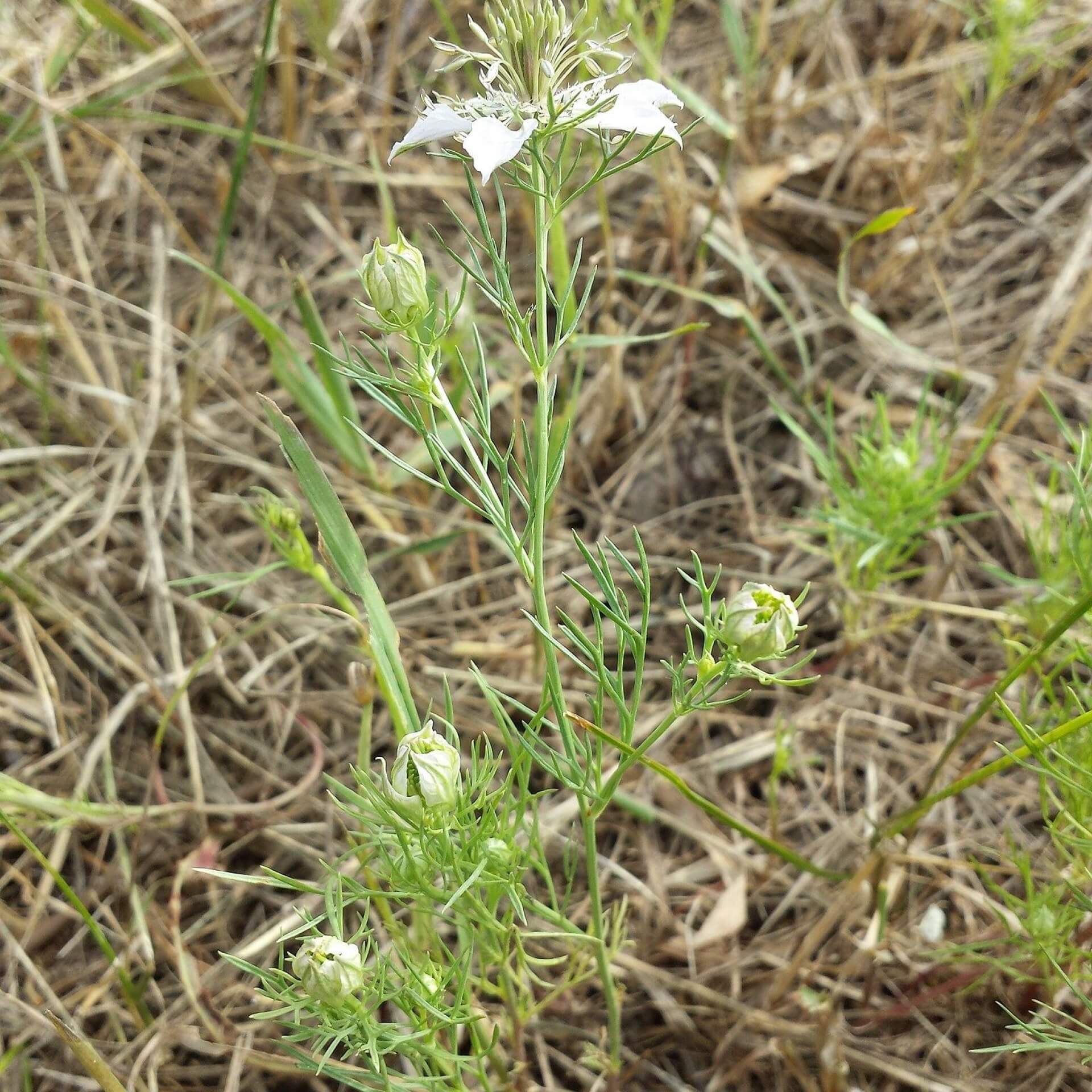 Acker-Schwarzkümmel (Nigella arvensis)