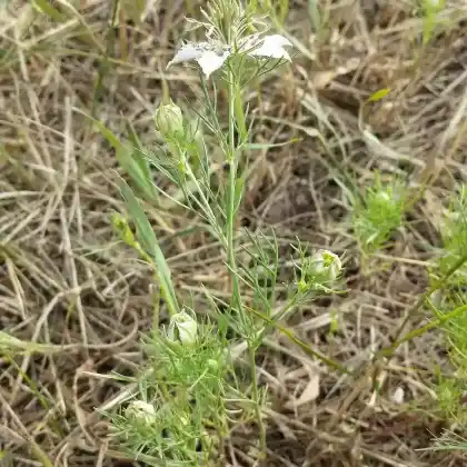 Foto von Acker-Schwarzkümmel (Nigella arvensis)