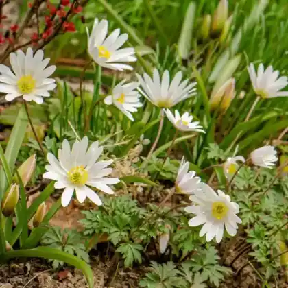 Foto von Frühlings-Anemone 'White Splendour' (Anemone blanda 'White Splendour')