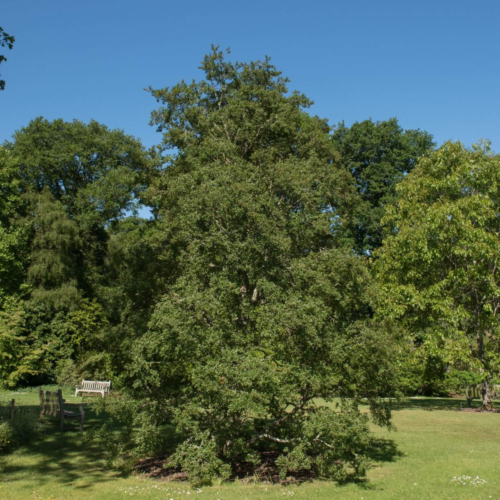 Antarktische Südbuche (Nothofagus antarctica)