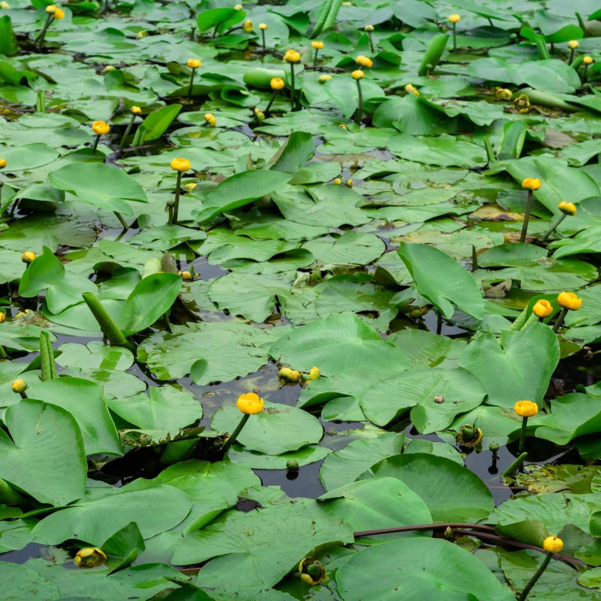 Gelbe Teichrose (Nuphar lutea)