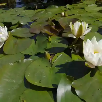 Foto von Weiße Seerose (Nymphaea alba)