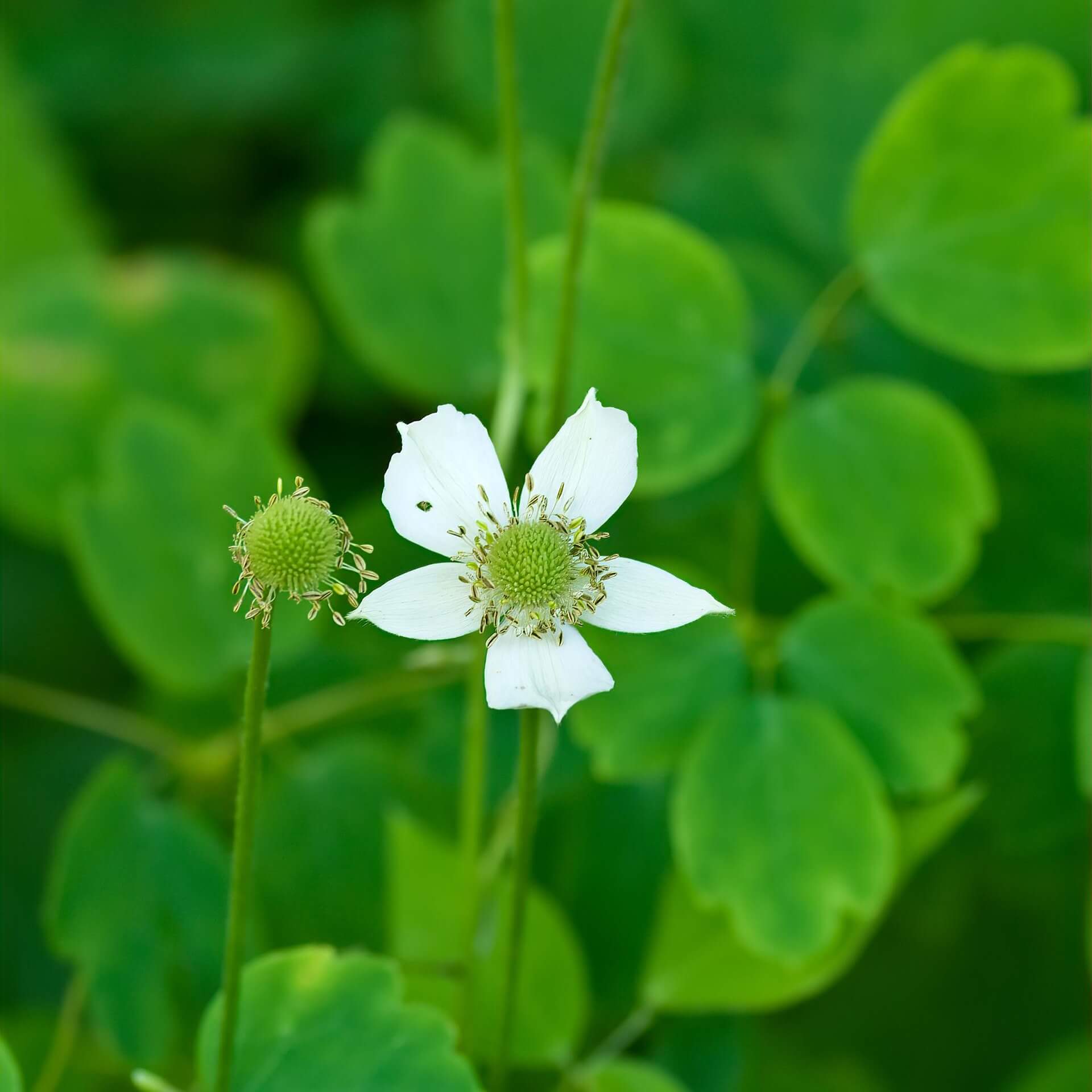 Prärie-Anemone (Anemone cylindrica)