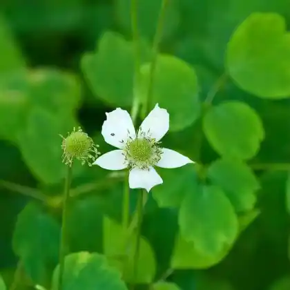 Foto von Prärie-Anemone (Anemone cylindrica)