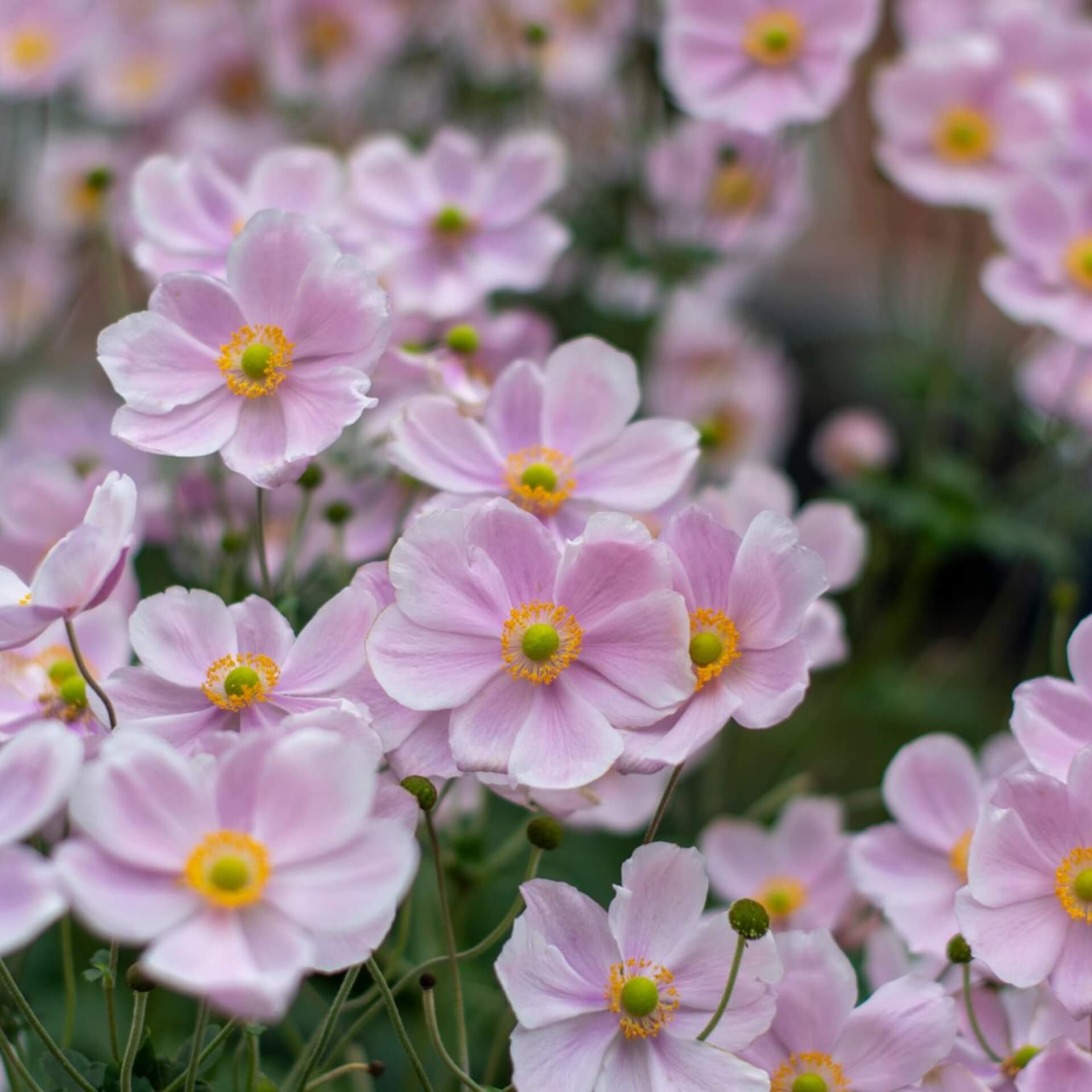 Chinesische Herbst-Anemone 'Praecox' (Eriocapitella hupehensis 'Praecox')