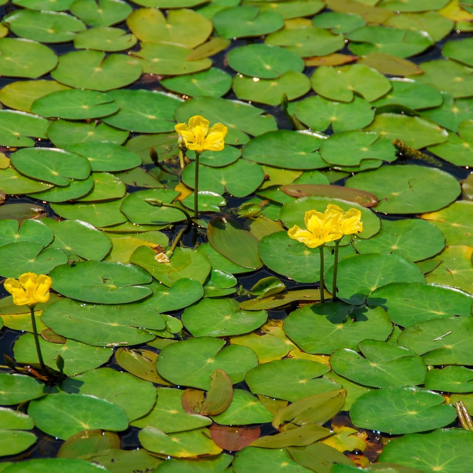 Europäische Seekanne (Nymphoides peltata )