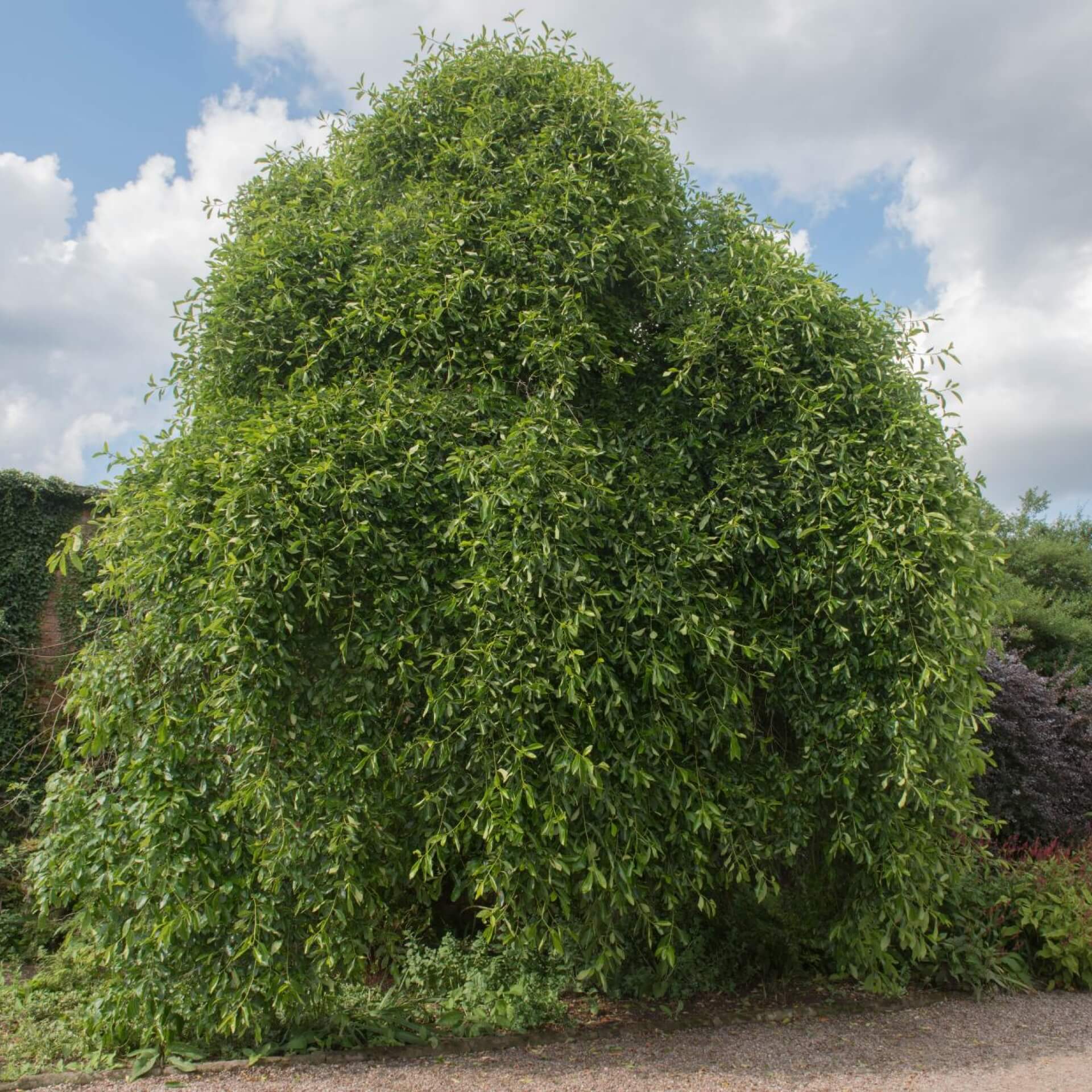 Wald-Tupelobaum (Nyssa sylvatica)