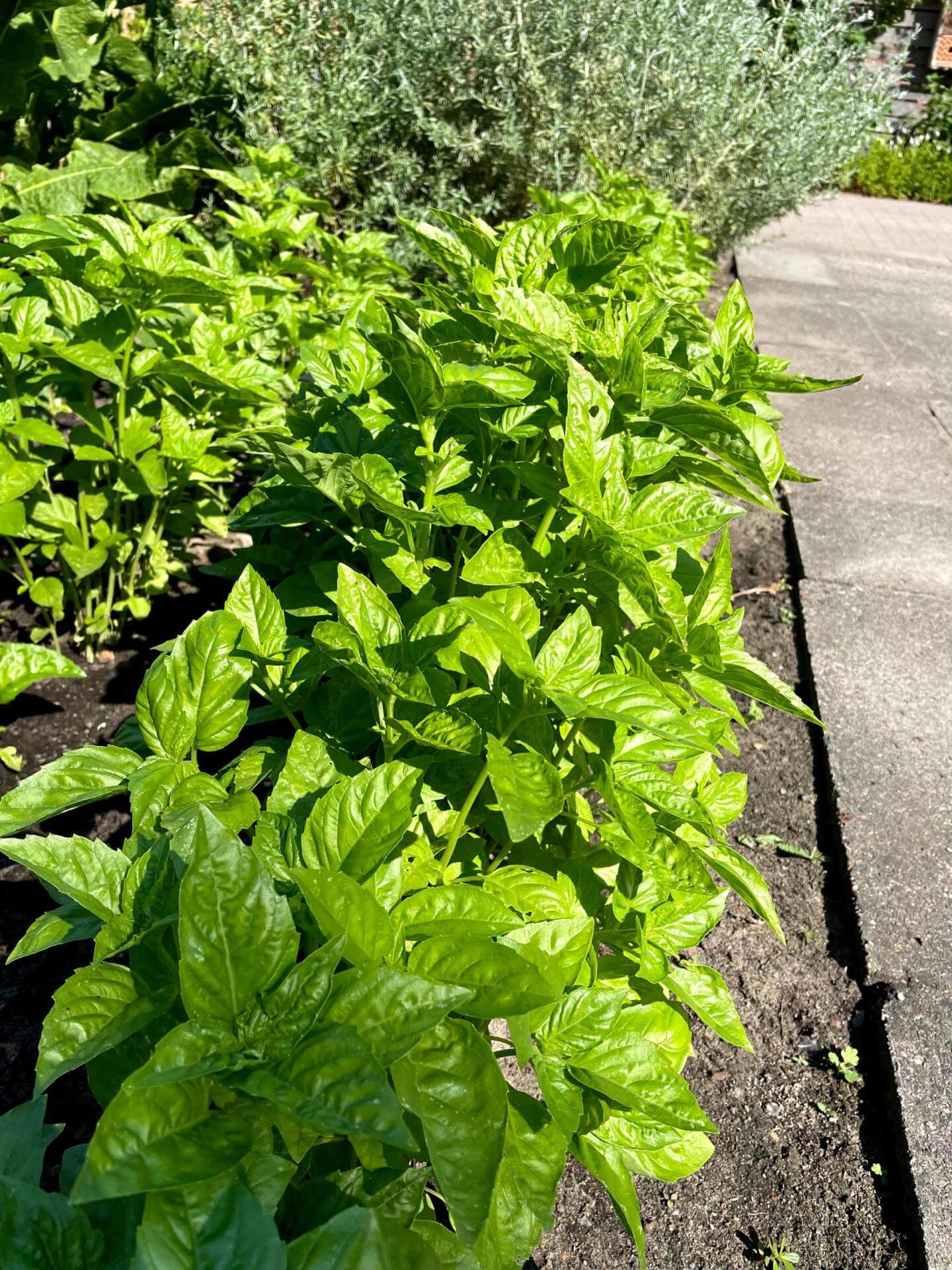 Basilikum / Ocimum basilicum