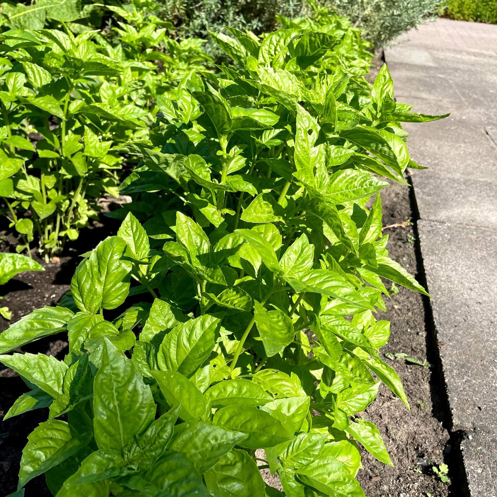 Basilikum (Ocimum basilicum)