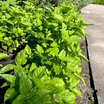 Foto von Basilikum (Ocimum basilicum)