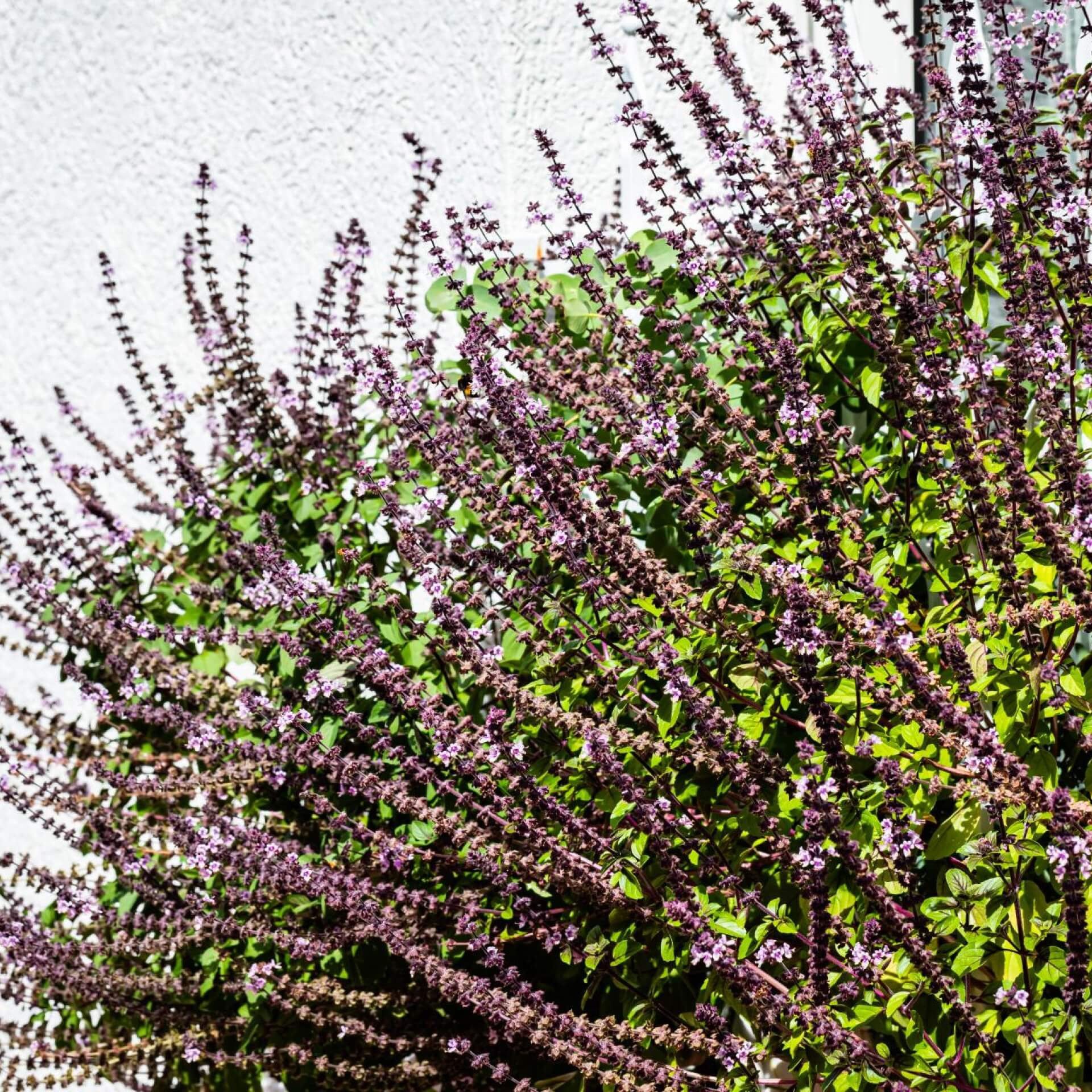 Strauchbasilikum 'African Blue' (Ocimum basilicum 'African Blue')