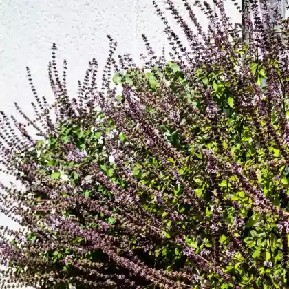 Foto von Strauchbasilikum 'African Blue' (Ocimum basilicum 'African Blue')