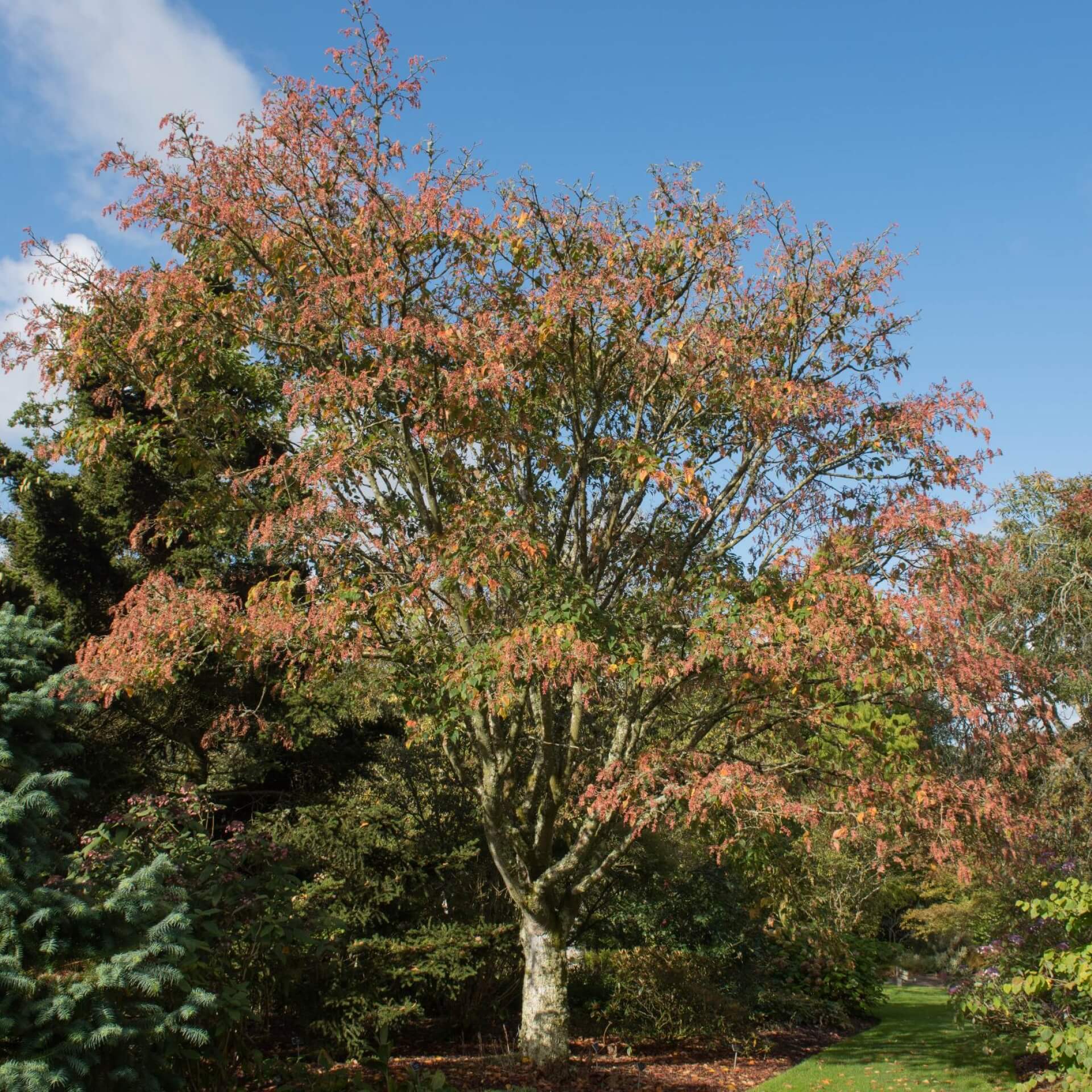 Davids-Ahorn (Acer davidii)