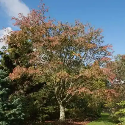 Foto von Davids-Ahorn (Acer davidii)