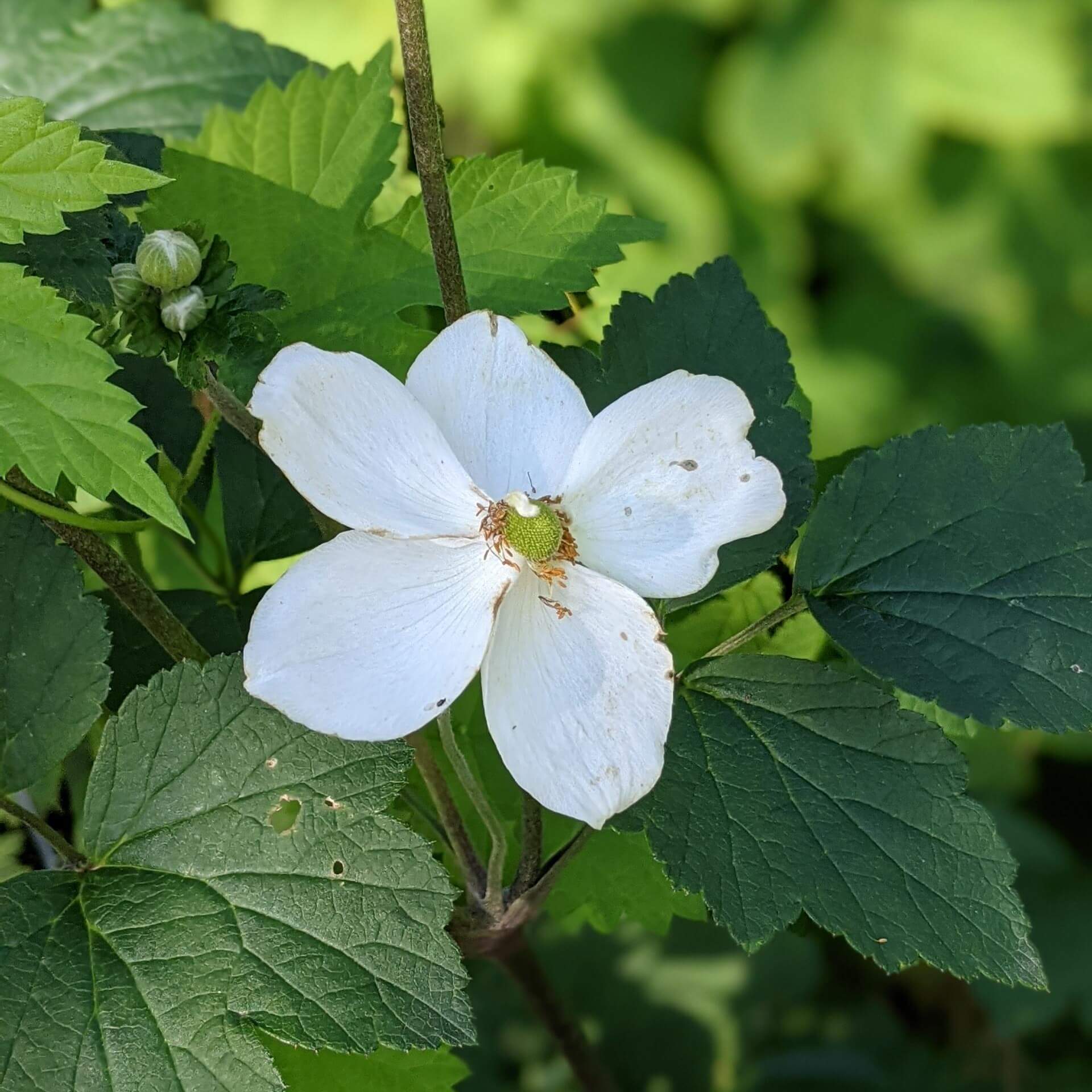 Japan-Herbst-Anemone 'Honorine Jobert' (Anemone japonica 'Honorine Jobert')