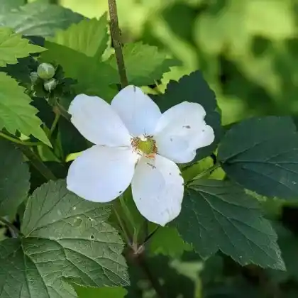 Foto von Japan-Herbst-Anemone 'Honorine Jobert' (Anemone japonica 'Honorine Jobert')