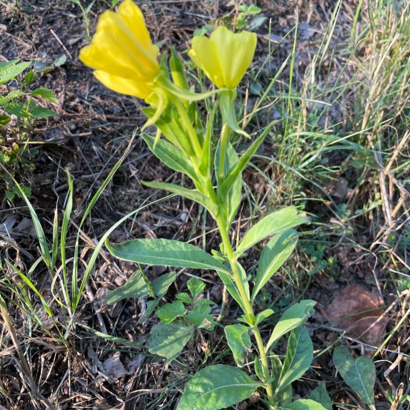 Gemeine Nachtkerze / Oenothera biennis