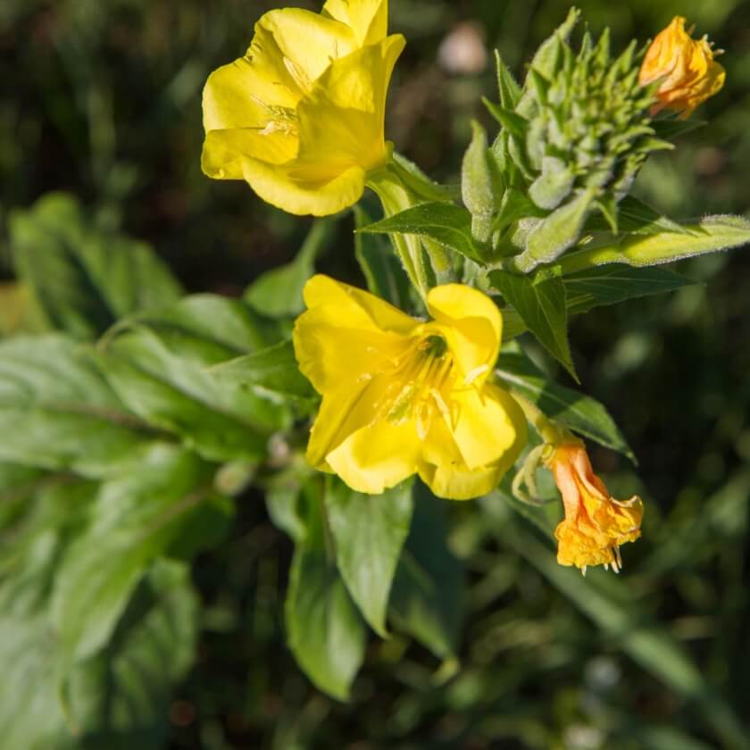Gemeine Nachtkerze / Oenothera biennis