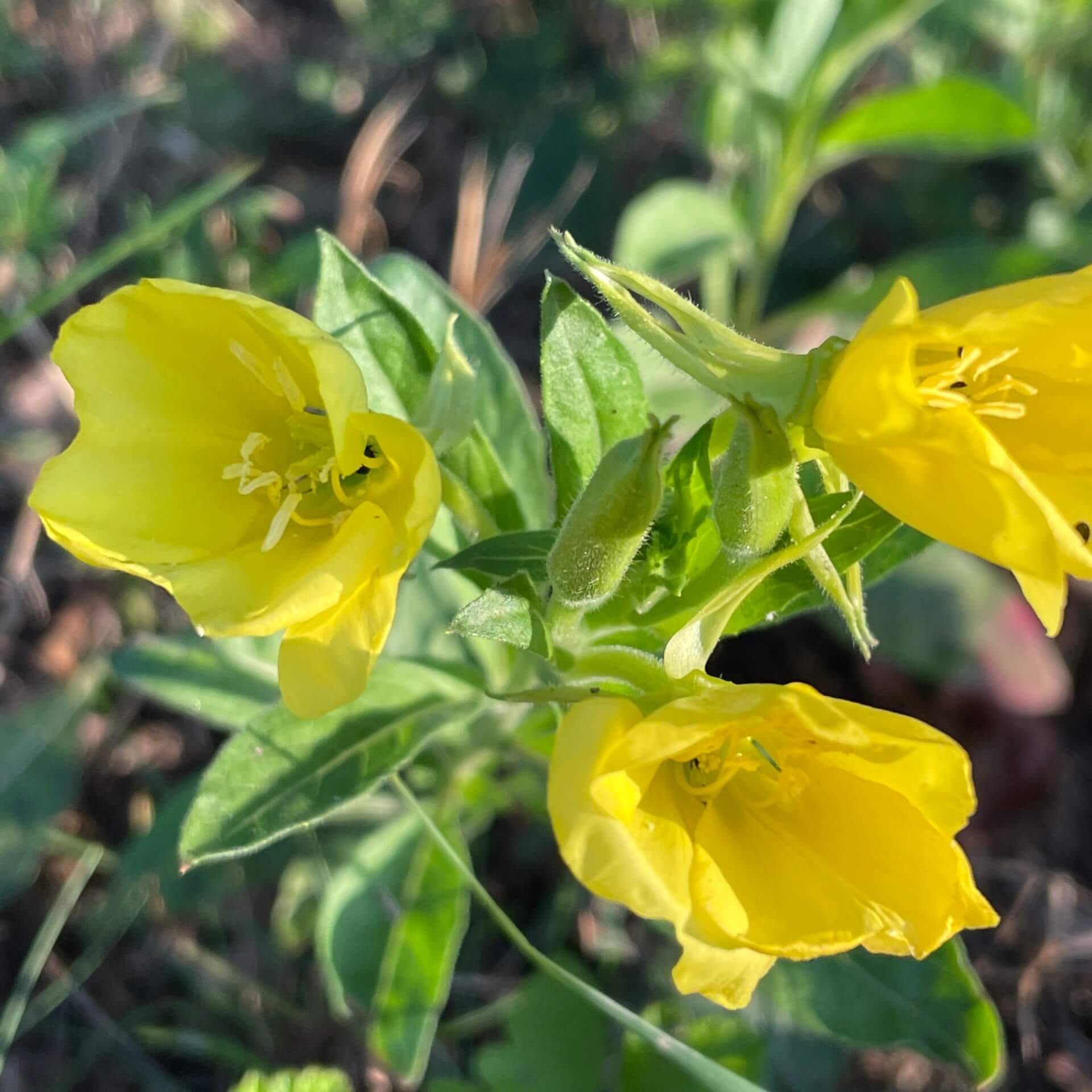 Gemeine Nachtkerze (Oenothera biennis)