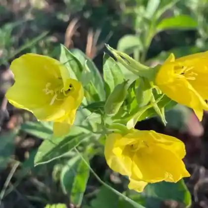 Foto von Gemeine Nachtkerze (Oenothera biennis)