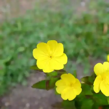 Foto von Nachtkerze 'Sonnenwende' (Oenothera fruticosa 'Sonnenwende')