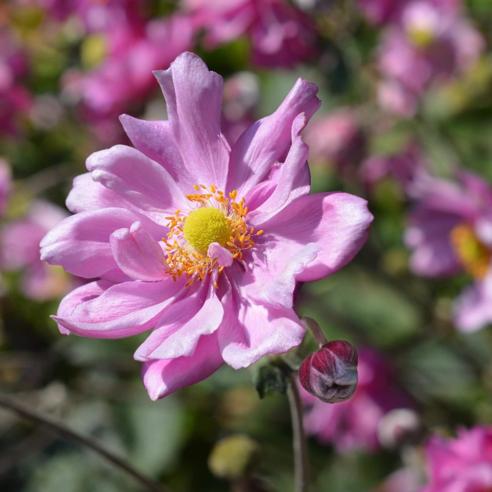 Japan-Herbst-Anemone 'Königin Charlotte' (Anemone japonica 'Königin Charlotte')