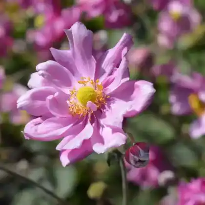 Foto von Japan-Herbst-Anemone 'Königin Charlotte' (Anemone japonica 'Königin Charlotte')