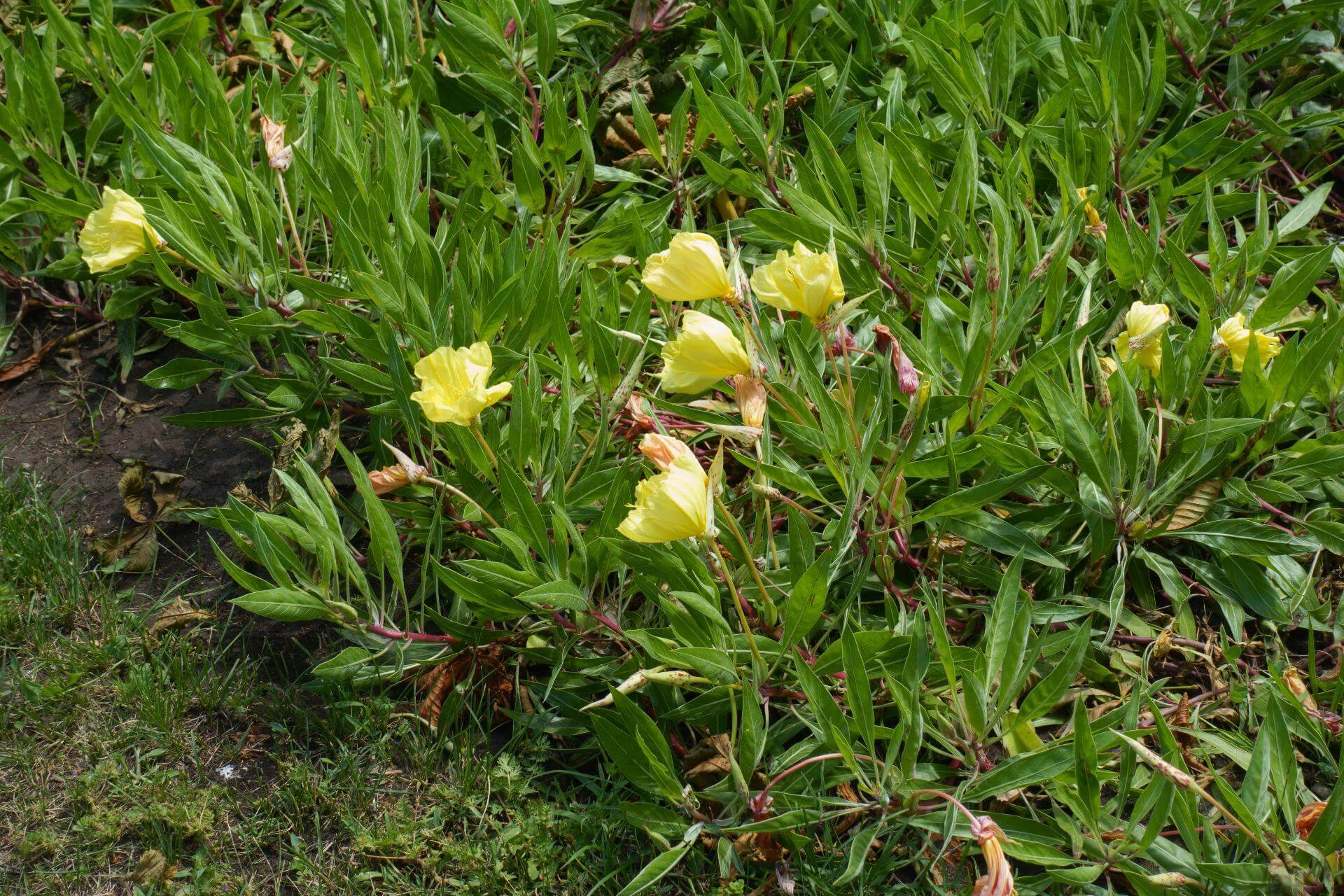Polster Nachtkerze / Oenothera macrocarpa