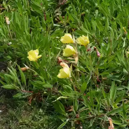 Foto von Polster Nachtkerze (Oenothera macrocarpa)