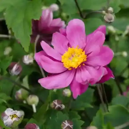 Foto von Japan-Herbst-Anemone 'Pamina' (Anemone japonica 'Pamina')