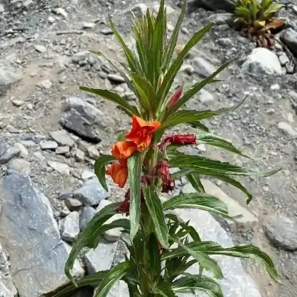 Foto von Rote Nachtkerze (Oenothera versicolor)