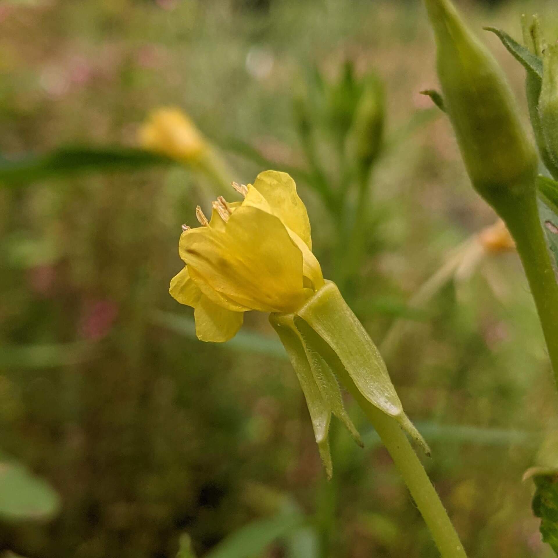 Rote Nachtkerze (Oenothera versicolor)