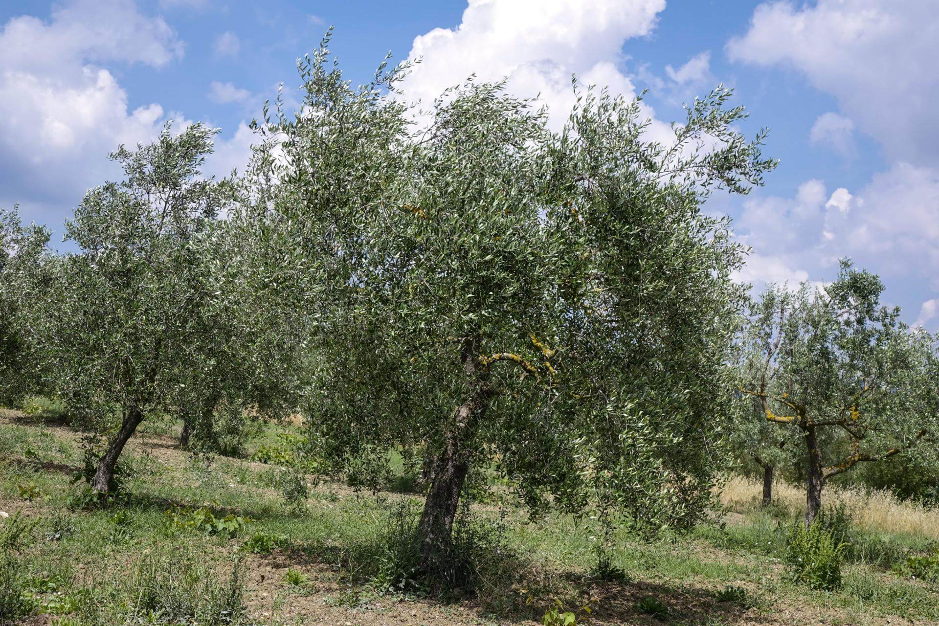 Olivenbaum / Olea europaea