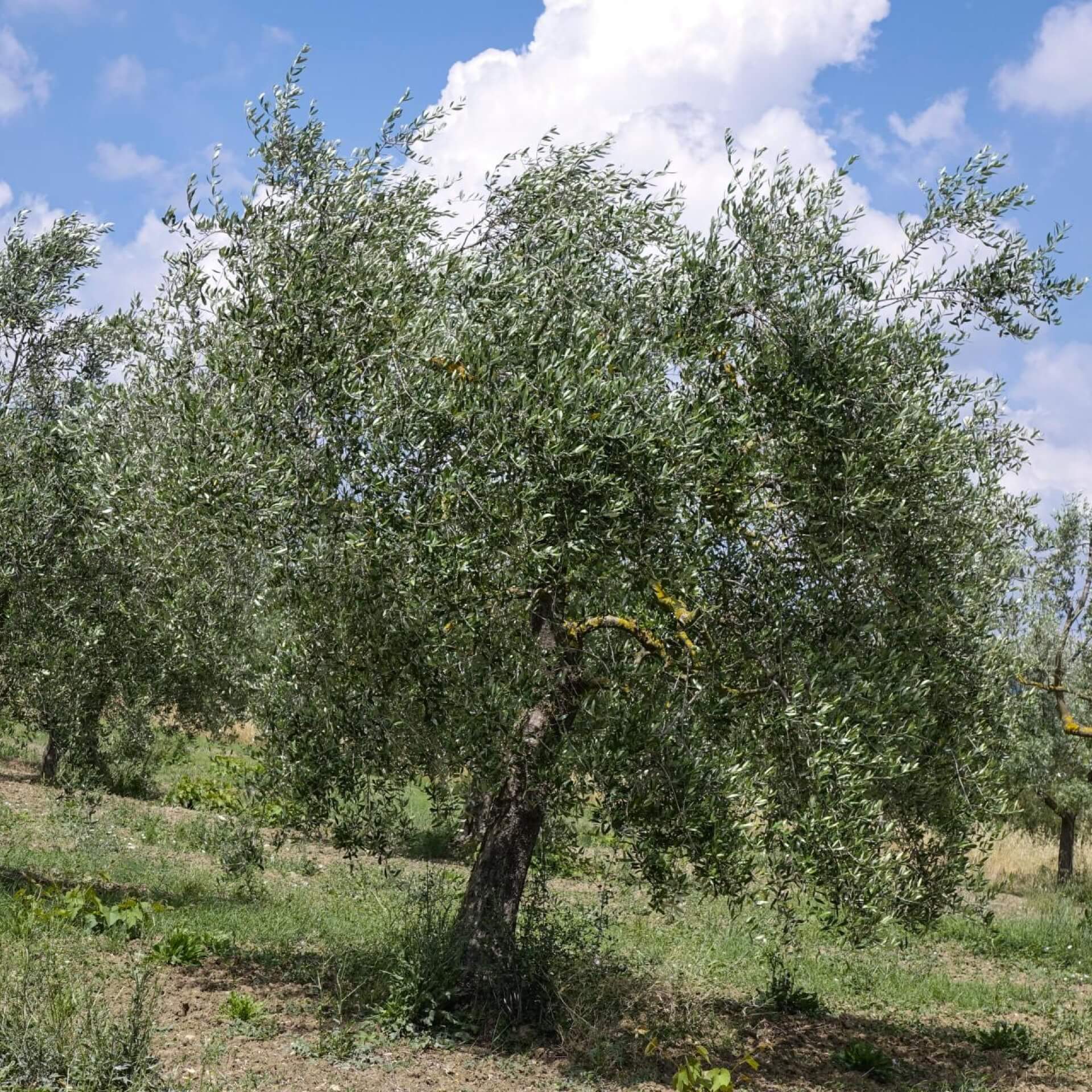 Olivenbaum (Olea europaea)