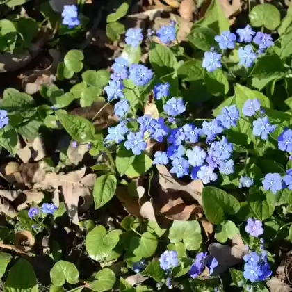 Foto von Kaukasus-Gedenkemein (Omphalodes cappadocica)