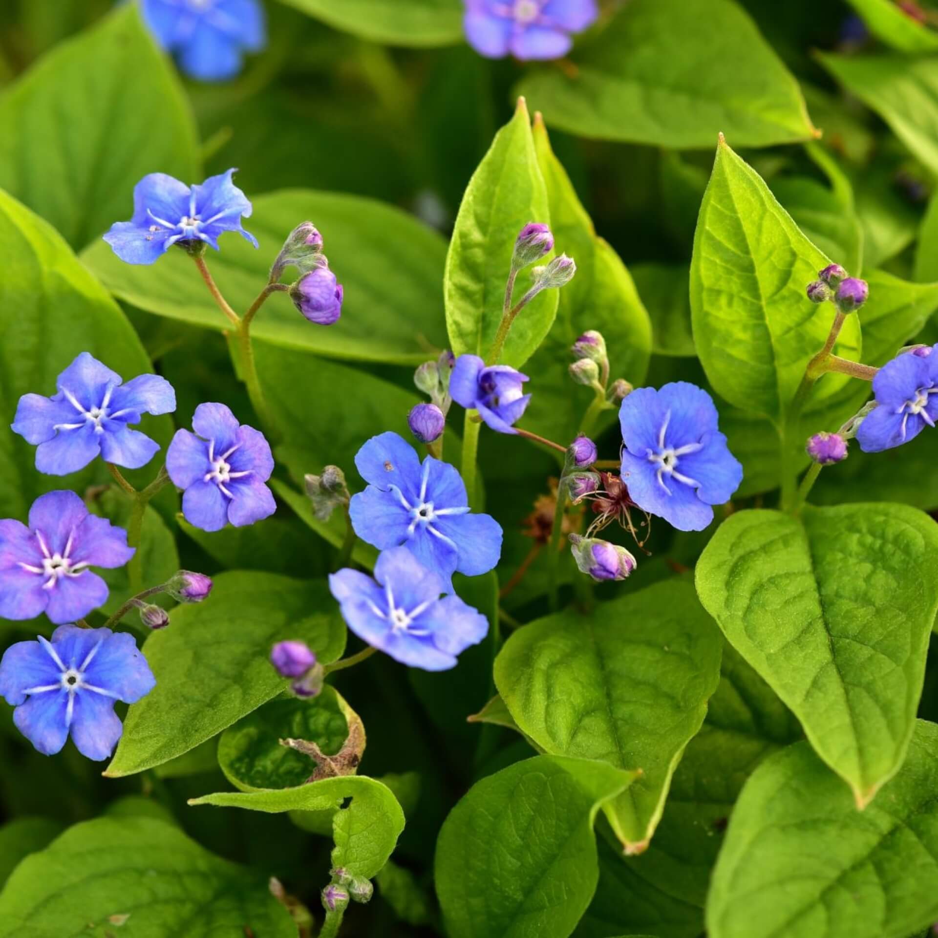 Frühlings-Gedenkemein (Omphalodes verna)