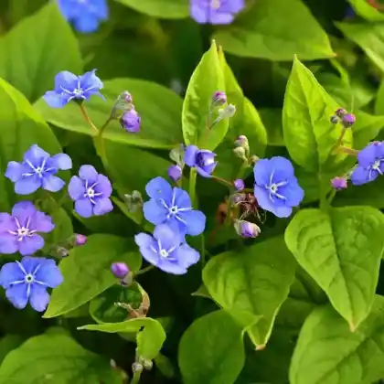 Foto von Frühlings-Gedenkemein (Omphalodes verna)