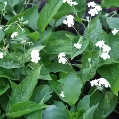 Foto von Frühlings-Gedenkemein 'Alba' (Omphalodes verna 'Alba')