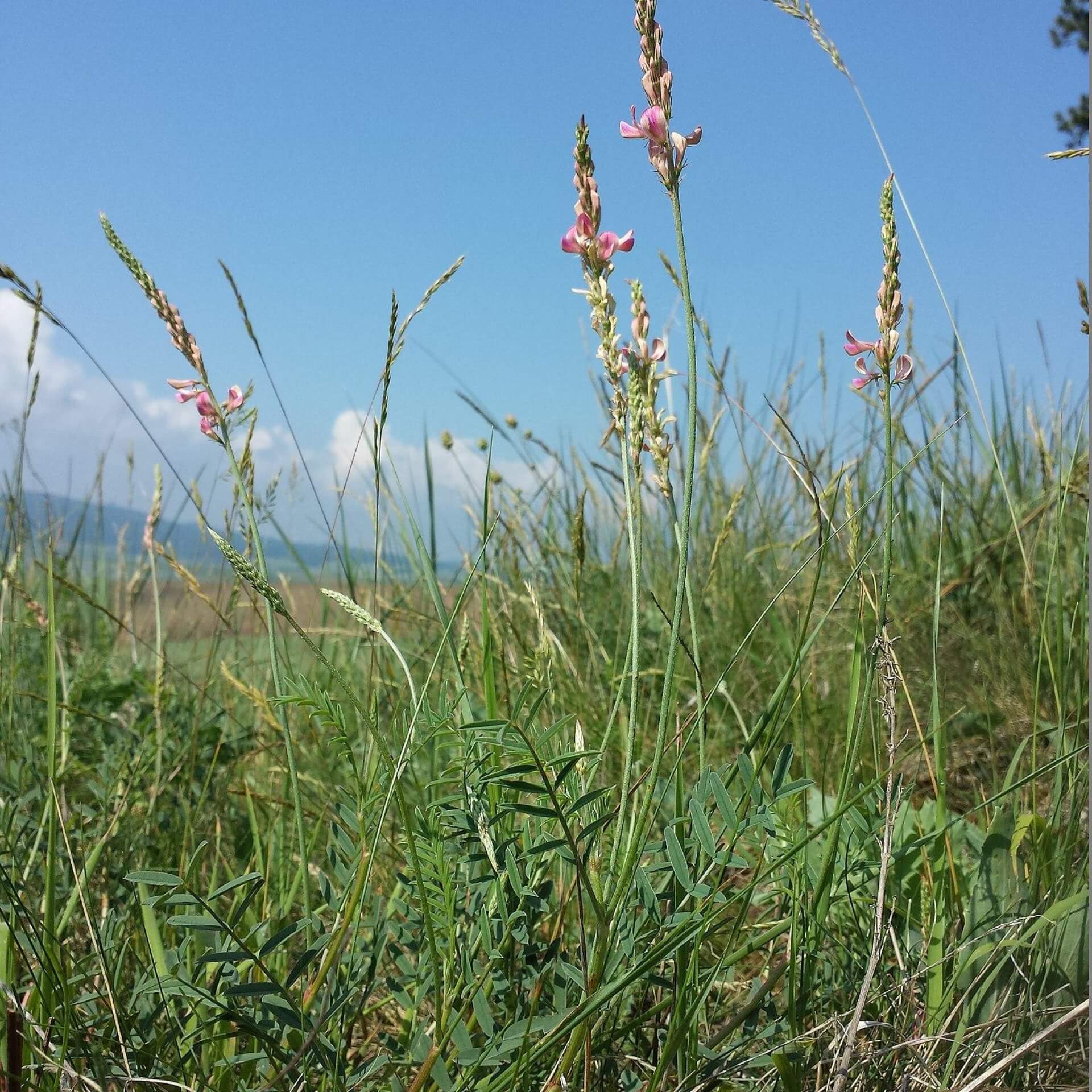 Sand-Esparsette (Onobrychis arenaria)