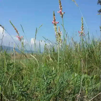 Foto von Sand-Esparsette (Onobrychis arenaria)